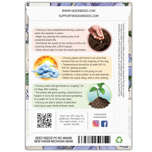 Seed Needs Chicory Seeds to Plant Italian Dandelion Blue Flowers 2 Packs - size: 2 Packs, style: Italian Dandelion