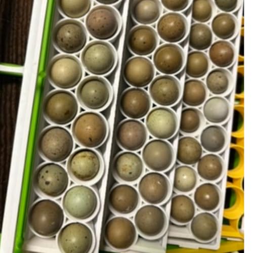 Undique Standard & Button Quail Egg Rails, Rigid Polymer, White for Cimuka/Hatching Time CT-Series Incubators (2)