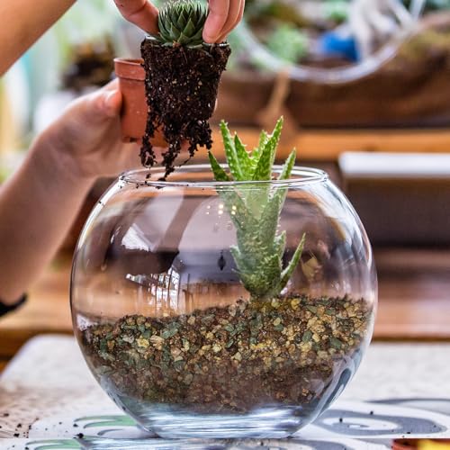 Doter Terrarium Potting Soil Mix 1qt, Custom Made for Terrariums, Perfect for Vibrant Miniature Gardens - size: 1qt