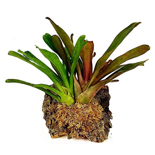Sphagnum Moss Dried Spagnum Dry Moss for Reptiles Bedding and Terrarium Pet Supplies 150g