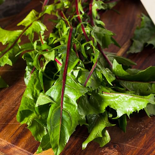 Seed Needs Garnet Stem Dandelion Seeds to Plant Heirloom & Non-GMO 5 Packs - size: 5 Packs, style: Garnet Stem Dandelion