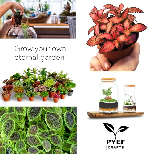 Terrarium Kit for Plants DIY | Starter Pack – Closed Ecosystem – 34 fl oz Glass – Succulents, Air Plants, Bonsai, Indoor Plants – (Plants Not Included) - size: 34 fl oz