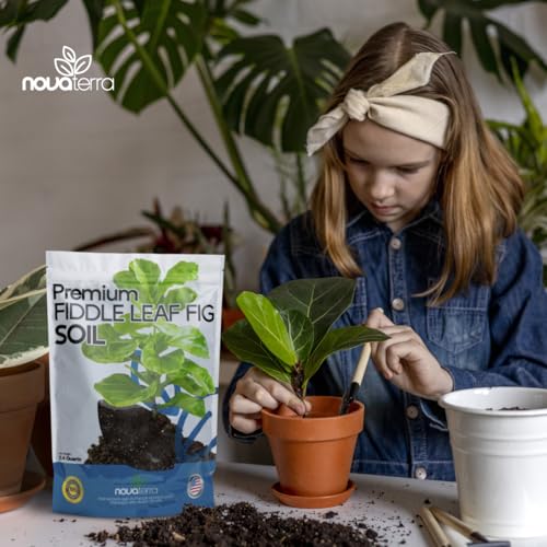 Fiddle Leaf fig Soil Plant Food fig Trees Live Plants Fertilizer Seed Starter Soil Plant - color: Fiddle Leaf Fig Soil