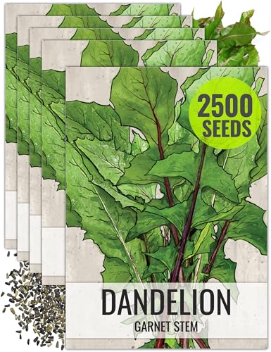 Seed Needs Garnet Stem Dandelion Seeds to Plant Heirloom & Non-GMO 5 Packs - size: 5 Packs, style: Garnet Stem Dandelion