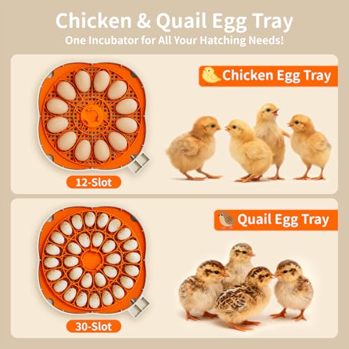 APDOE Egg Incubators for Hatching Eggs, Temperature and Humidity Control, Automatic Egg Turning, Egg Candler, External Water Bottle, Air Vent, for Chicken, Duck & Quail Eggs, 12 Eggs + 30 Quail Eggs - size: 12 Eggs + 30 Quail Eggs
