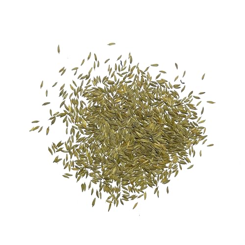 Seed Needs Dandelion Seeds to Plant Heirloom & Non-GMO Herbs 2 Packs - size: 2 Packs, style: Common Dandelion