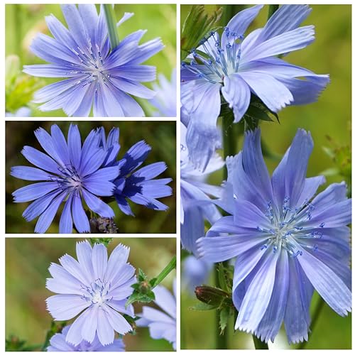 Seed Needs Chicory Seeds to Plant Italian Dandelion Blue Flowers 1 Pack - size: 1 Pack, style: Italian Dandelion