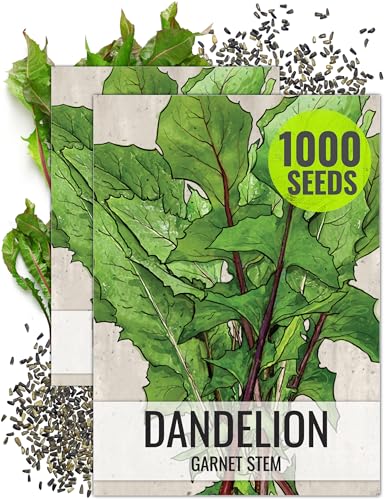 Seed Needs Garnet Stem Dandelion Seeds to Plant Heirloom & Non-GMO 2 Packs - size: 2 Packs, style: Garnet Stem Dandelion