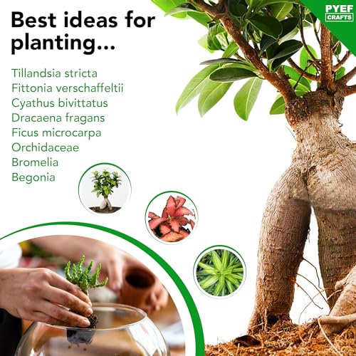 Terrarium Kit for Plants DIY | Starter Pack – Closed Ecosystem – 34 fl oz Glass – Succulents, Air Plants, Bonsai, Indoor Plants – (Plants Not Included) - size: 34 fl oz