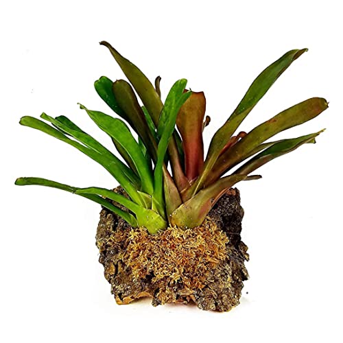 Sphagnum Moss Dried Spagnum Dry Moss for Reptiles Bedding and Terrarium Pet Supplies 150g