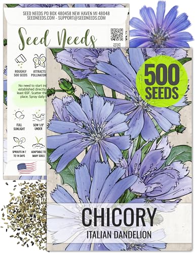 Seed Needs Chicory Seeds to Plant Italian Dandelion Blue Flowers 1 Pack - size: 1 Pack, style: Italian Dandelion