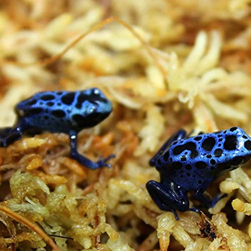 Sphagnum Moss, Dried Spagnum Dry Moss for Reptiles Bedding and Terrarium Pet Supplies, 150g