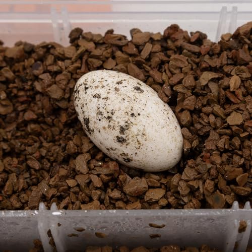 Pangea Hatch Premium Reptile Egg Incubation Substrate (8 lb) - size: 8 lb