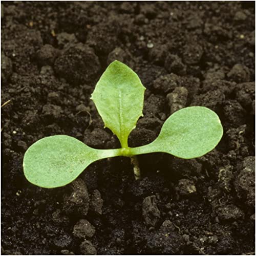 Seed Needs Dandelion Seeds to Plant Heirloom & Non-GMO Herbs 1 Pack - size: 1 Pack, style: Common Dandelion