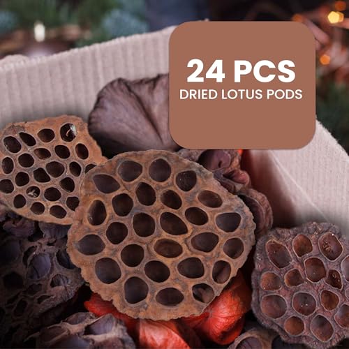 Dried Lotus Pods Pack of 25 Pods for Floral Arrangement and Home Decor,Natural Seed Heads for Vase Fillers, Dried Flower Centerpieces