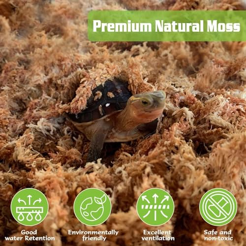 ZeeDix 6 oz Sphagnum Moss for Plants Indoor, Long Fiber Natural Orchid Moss for Repotting Carnivorous Plants, Succulents, Monstera, Flower & Reptile Terrariums Habitats (Expands to 8 qt) - size: 6 ounces