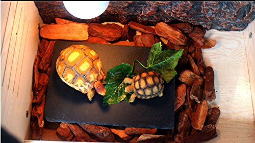 OMEM Turtle Reptile Rock Food Plate Grinding the Nail (S) - size: S
