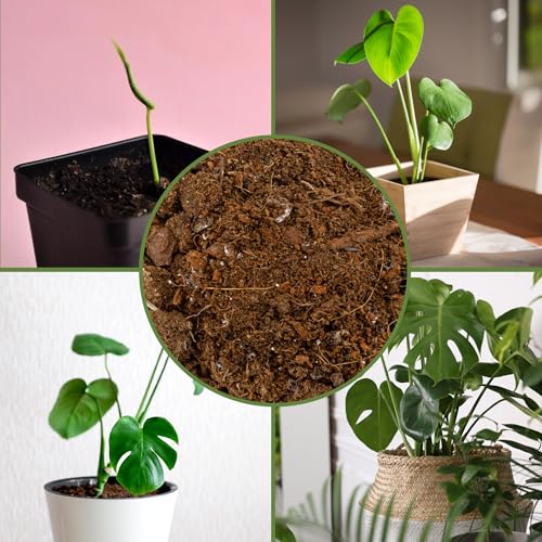Soil Sunrise Monstera Houseplant Potting Soil Mix (12 Quarts) Custom Blend for Growing and Repotting - size: 12 Quarts