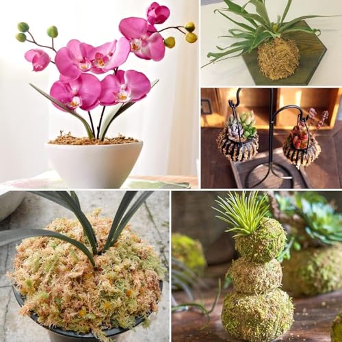 ZeeDix 1.1 lb Sphagnum Moss for Plants Indoor, Natural Long Fiber Sphagnum Orchid Moss Bulk for Carnivorous Plants, Succulents, Monstera, Flower & Reptile Terrariums Habitats (Expands to 25 qt) - size: 1.1 pounds