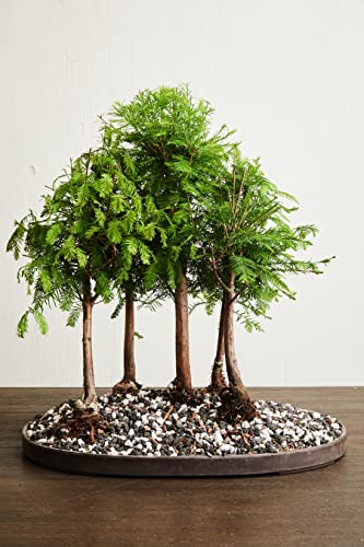 Bonsai Soil by The Bonsai Supply – 20qts. Professional Bonsai Soil Mix | Ready to use| Great for All Bonsai Tree Varieties. - size: 20 Quarts Professional Mix