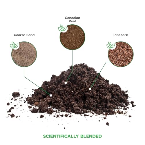 Potting Soil for Aloe Vera Plants Indoor Aloe Vera Plant Cactus Soil Potting Mix Aloe Vera Potting Mix Indoor Potted Aloe Plants Live Succulents Cactus Live Plants 2.4 Qts - color: Aloe Vera Soil