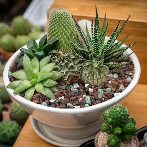 Bonsai Soil 2QT,Fast Draining Organic Potting Soil Mix Perlite,Lava,bark,Volcanic Rock,Green Zeolite,Premium Pre Mixed Bonsai Soil for Potted Plants - size: 2 Quart