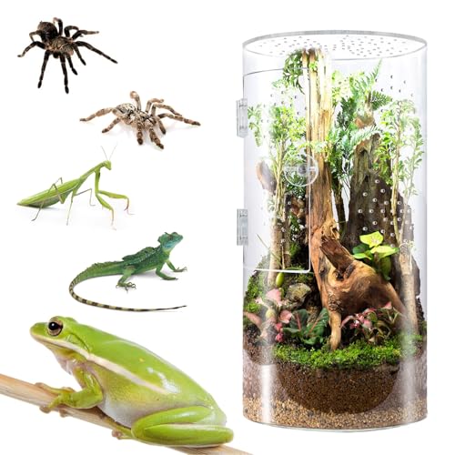 Generic Transparent Jumping Spider Enclosure Rugged Vertical Terrarium for Lizard Enthusiasts, 1 Tall Arboreal Tarantula Enclosure