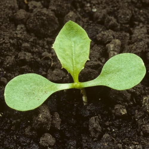 Seed Needs Dandelion Seeds to Plant Heirloom & Non-GMO Herbs 5 Packs - size: 5 Packs, style: Common Dandelion