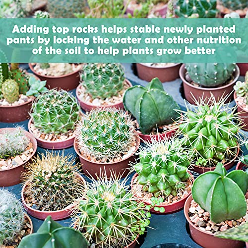 2LBS Horticultural Succulent Rocks Bonsai Mix Succulent Potting Mix Lava Rocks Cactus Soil Potting Mix Amendment - color: Mix Pebbles