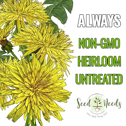 Seed Needs Dandelion Seeds to Plant Heirloom & Non-GMO Herbs 5 Packs - size: 5 Packs, style: Common Dandelion