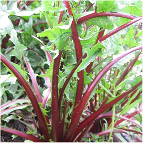 Seed Needs Garnet Stem Dandelion Seeds to Plant Heirloom & Non-GMO 2 Packs - size: 2 Packs, style: Garnet Stem Dandelion