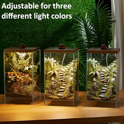 13.7H+7.8W Desktop Glass Plant Terrarium with Light, Large Propagation Station for Succulent, Moss, Miniature Gardening Landscape, Betta Fish Tank