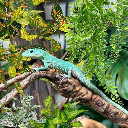 Hamiledyi 5 Pcs Reptile Plants Terrarium Hanging Fake Plant Leaves and Tank Habitat Decorations 2 PCS Terrarium Hanging Plants for Lizard, Snake, Bearded Dragon, Leopard Gecko