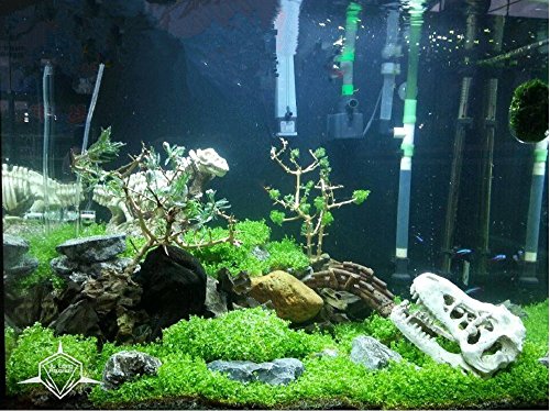 Hewnda Aquarium Decoration Skeleton Hole Resin Artificial Dinosaur Skull Skeleton Ornament - Fish Tank Small Skull Aquarium Decorations cave Landscape pet Reptile House
